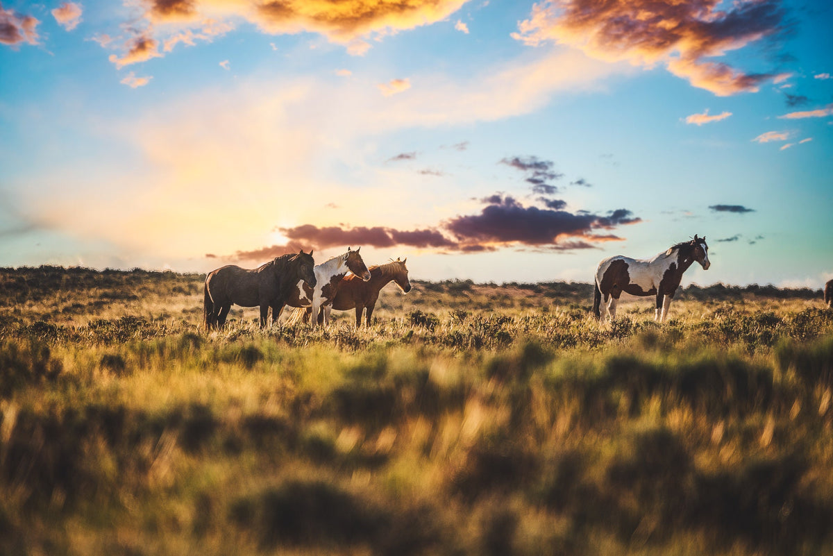 Fire in the Sky, McCullough Peaks — wild horse photography by Tim West