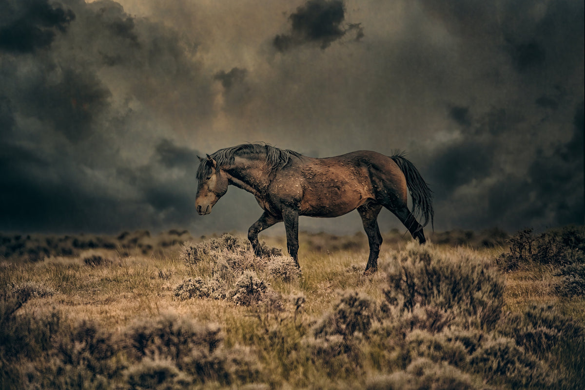 Wyoming Thunder, McCullough Peaks — wild horse photography by Tim West