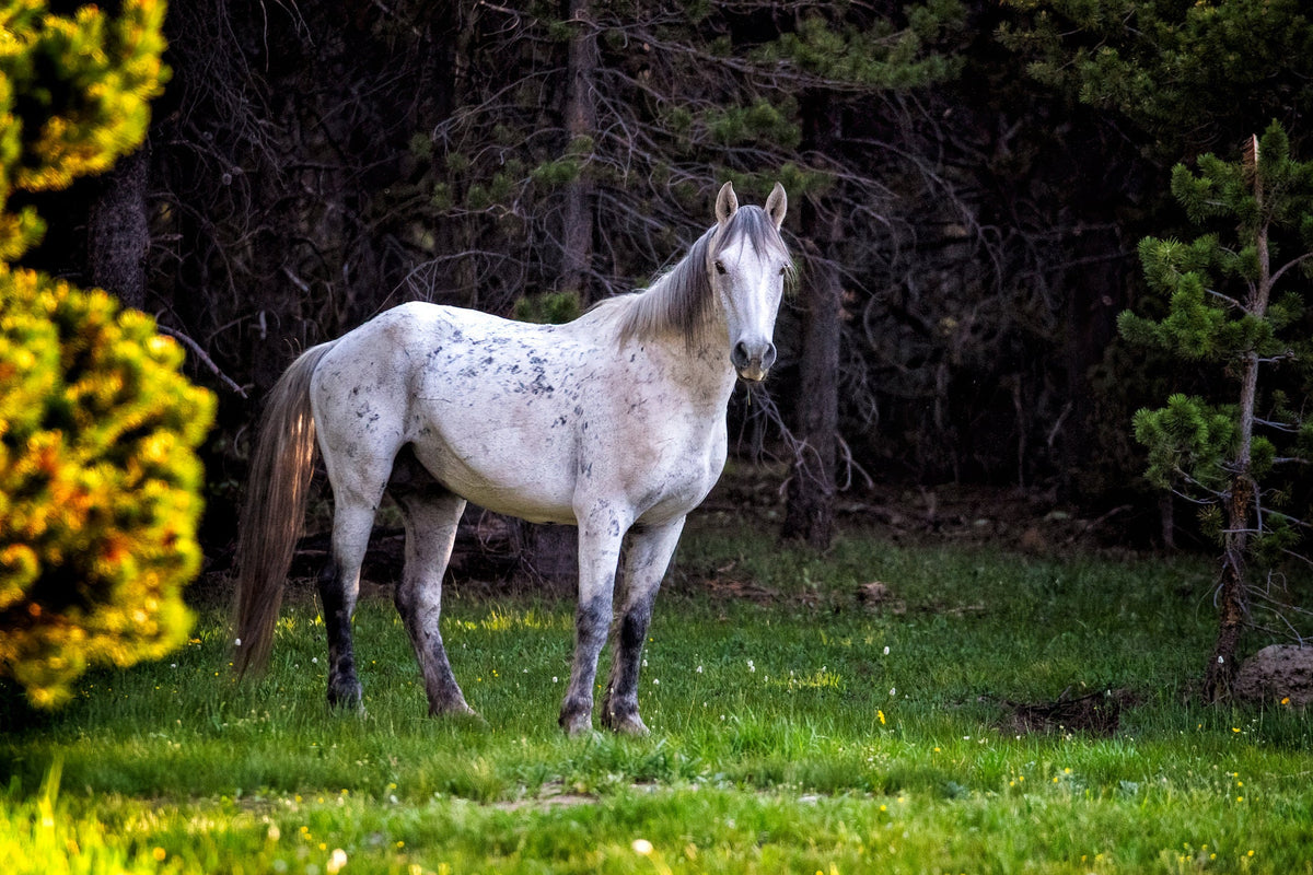 Winter Solitude, McCullough Peaks — wild horse photography by Tim West