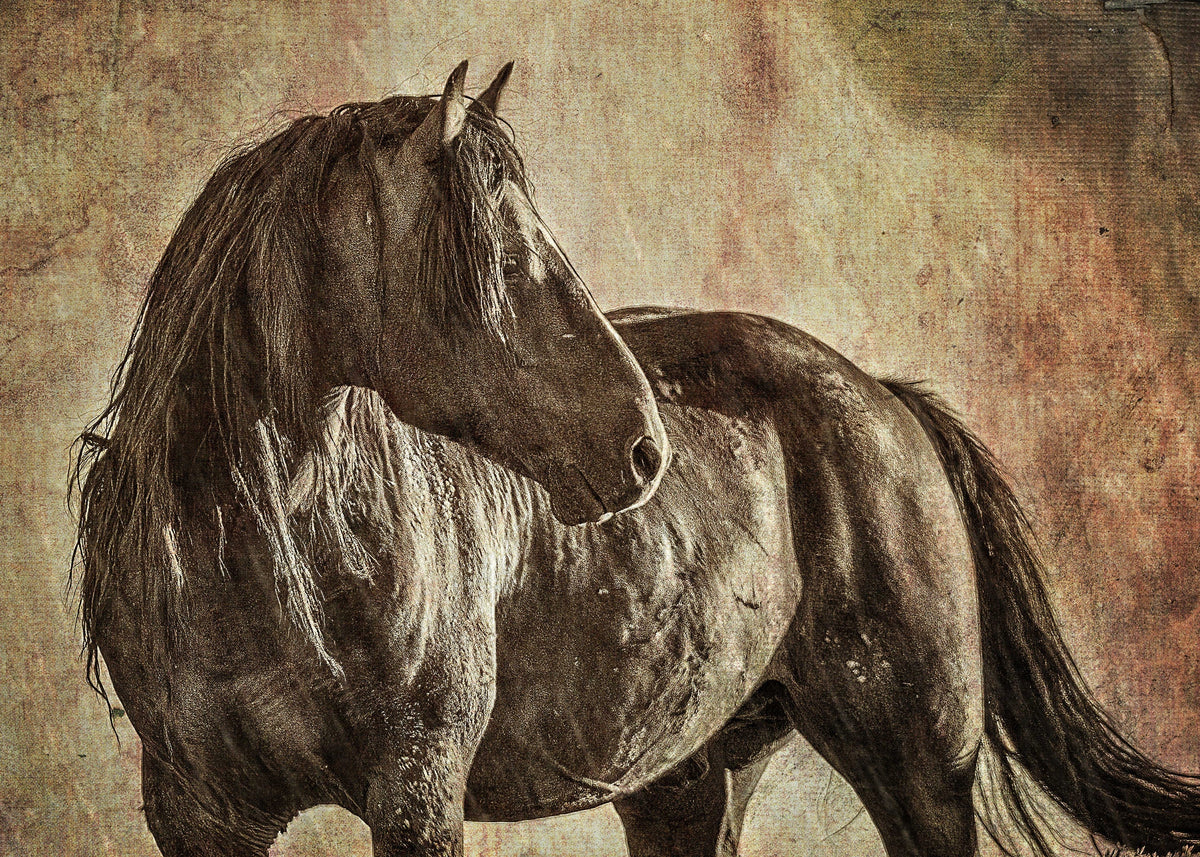 Desert Paint, McCullough Peaks — wild horse photography by Tim West