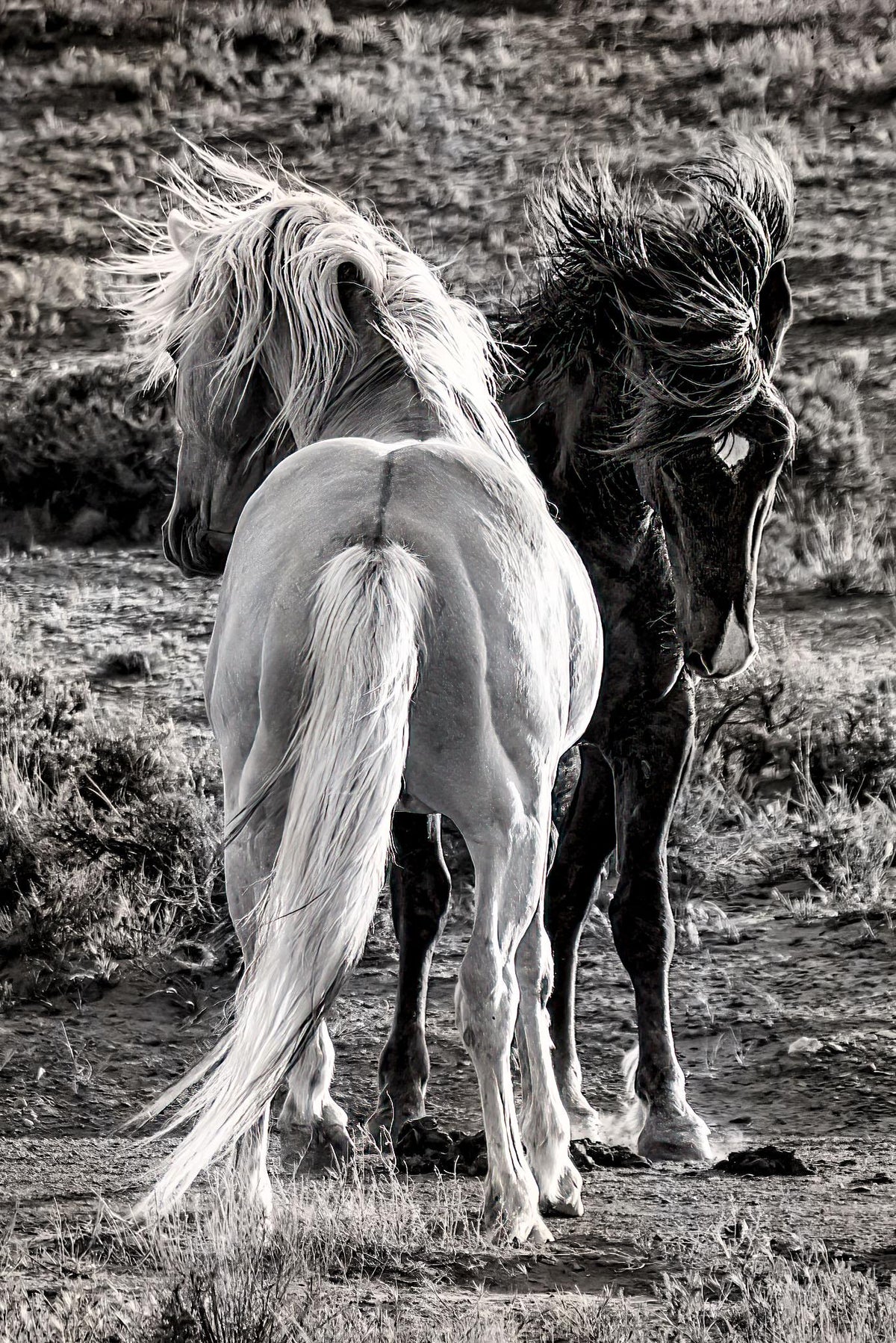 The Standoff — wild horse photography by Tim West