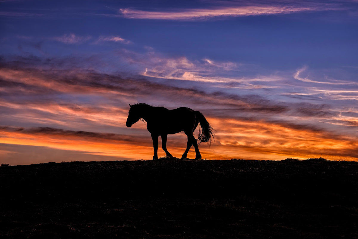 Solitary Glow, McCullough Peaks — wild horse photography by Tim West
