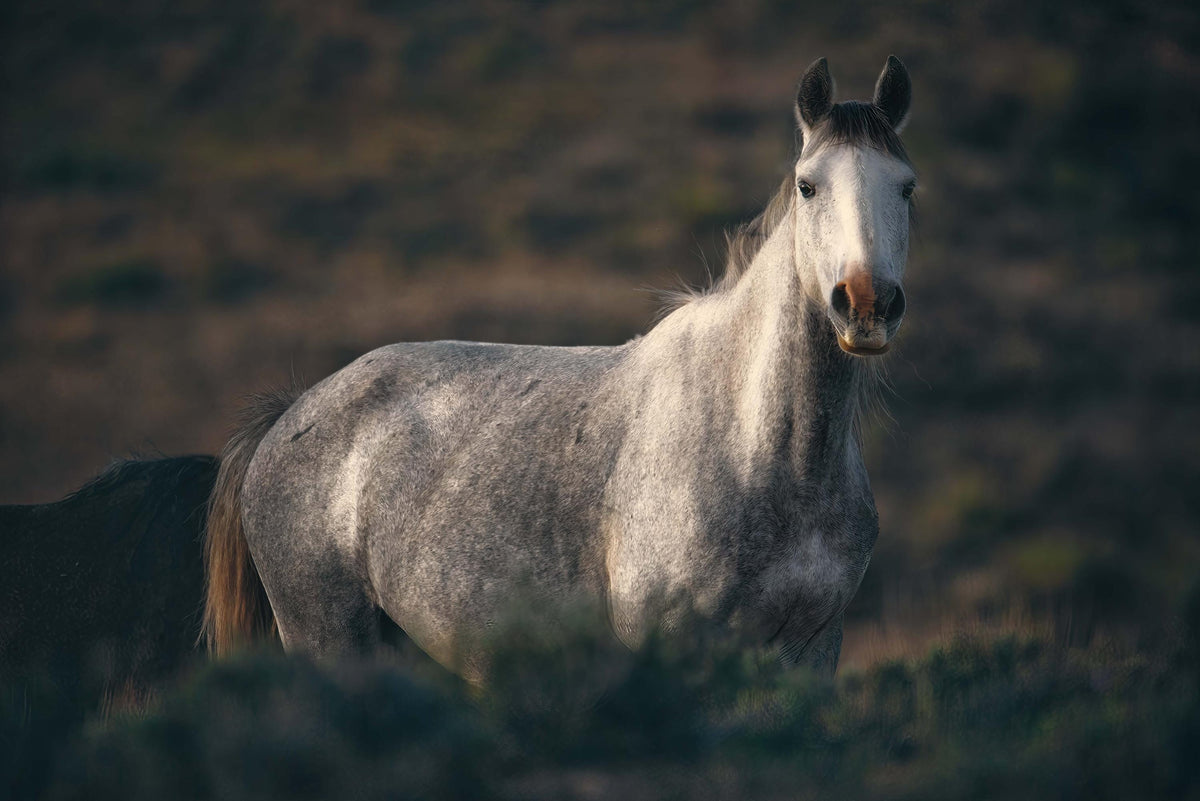 Fading Light, Sand Wash Basin — wild horse photography by Tim West