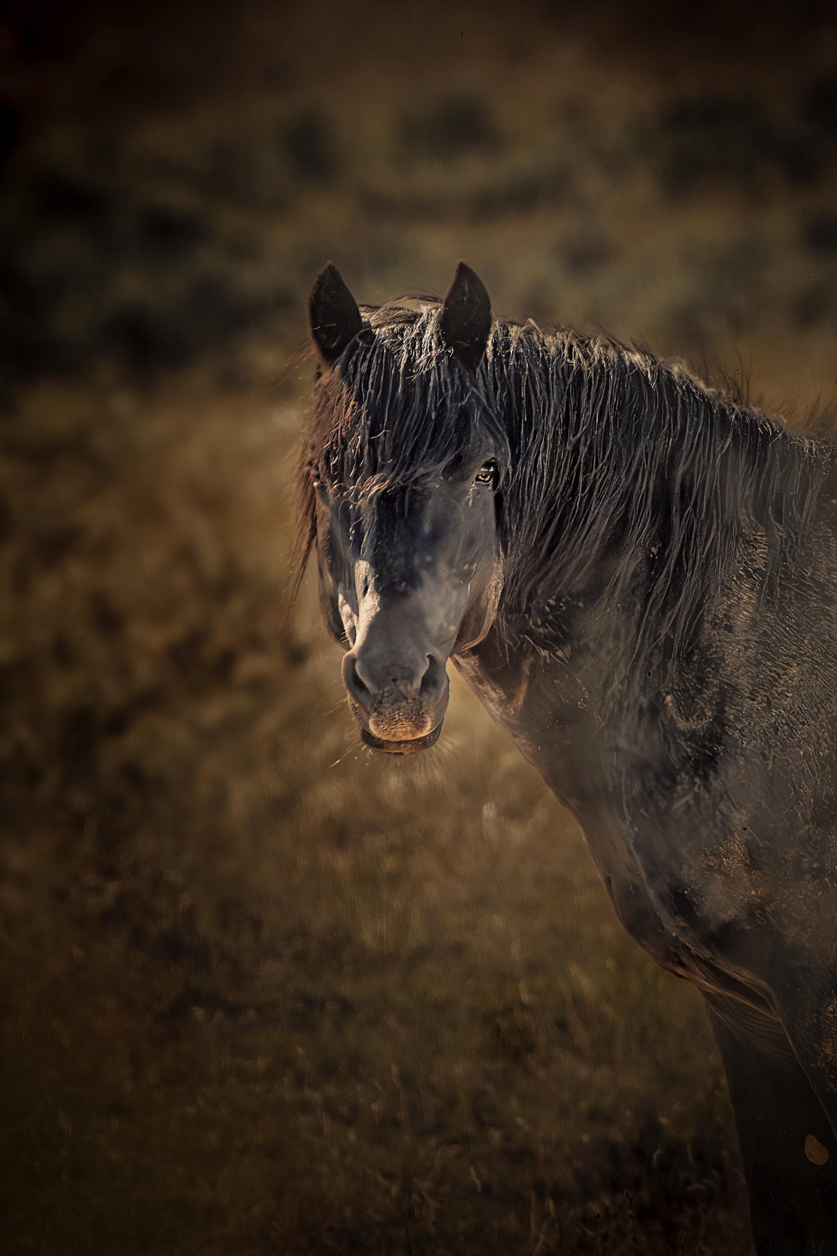 Miley at the Water, McCullough Peaks — wild horse photography by Tim West