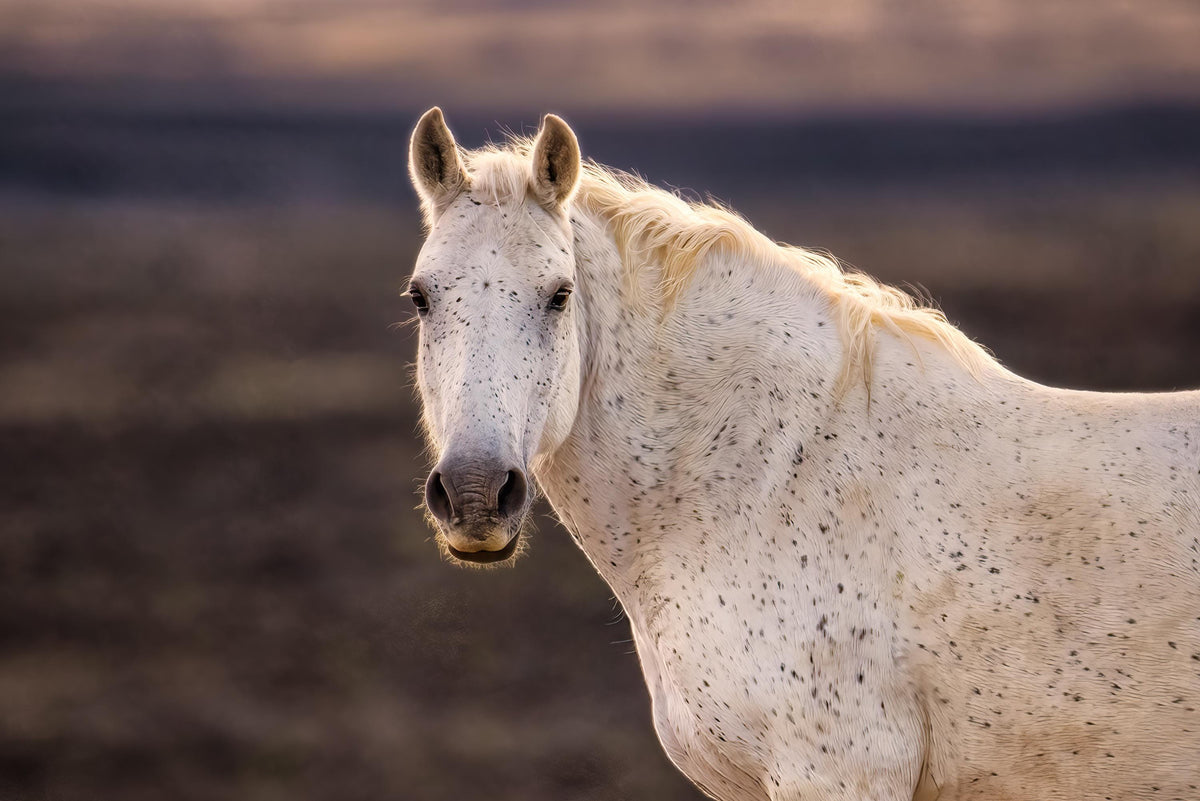 Sand Wash Sentinel, Sand Wash Basin — wild horse photography by Tim West