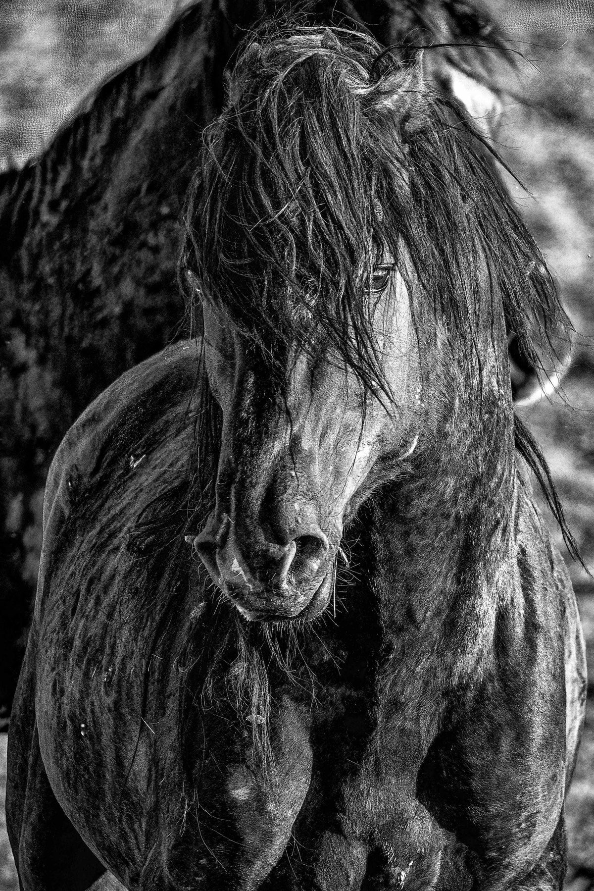 The Wanderer, McCullough Peaks — wild horse photography by Tim West