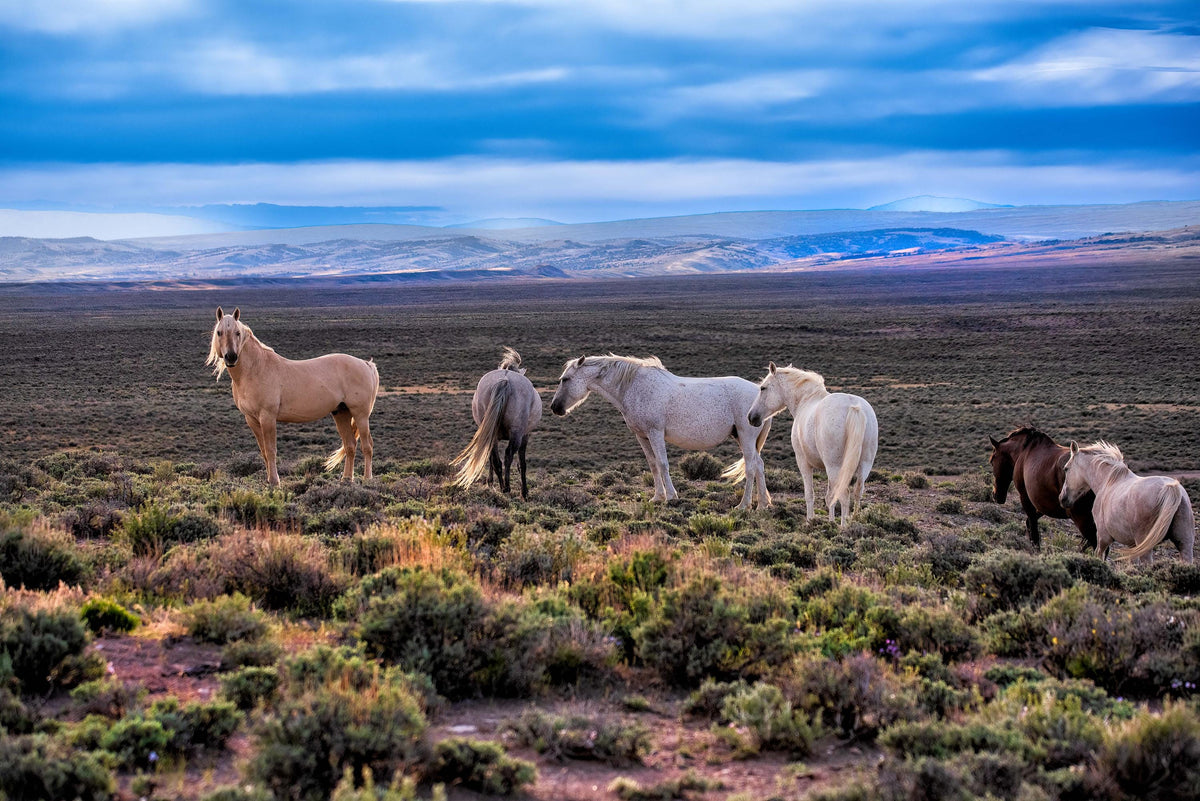 Golden Ridge, Sand Wash Basin — wild horse photography by Tim West