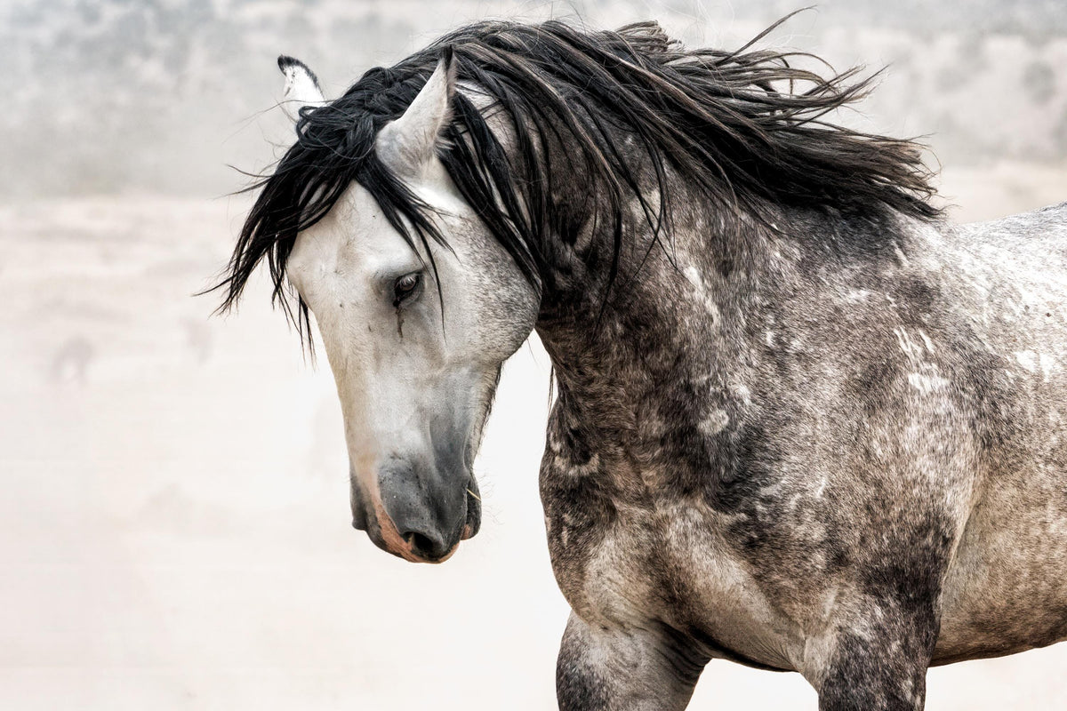 Desert Wanderer, Onaqui — wild horse photography by Tim West