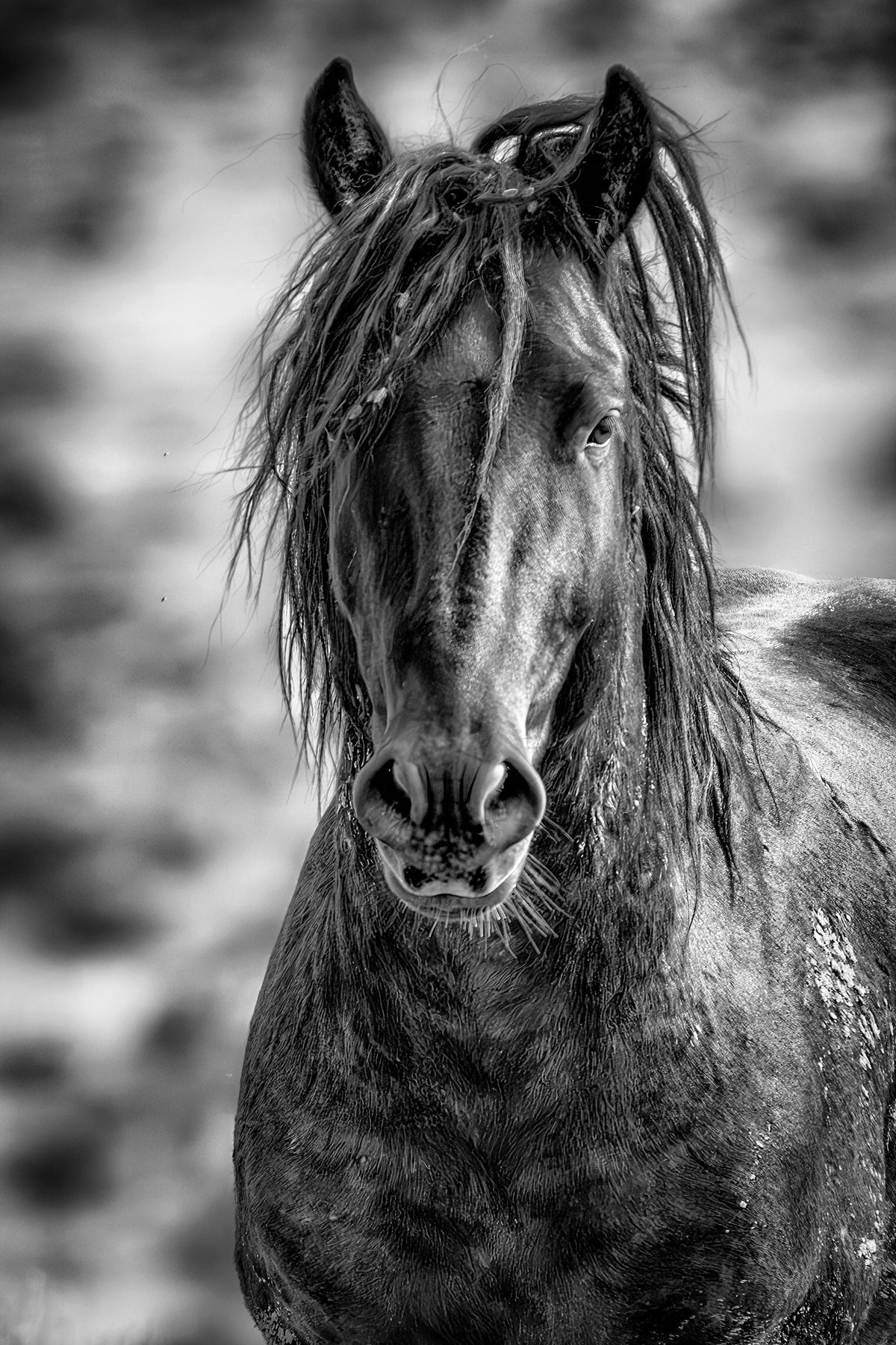 Midnight Wind, McCullough Peaks — wild horse photography by Tim West