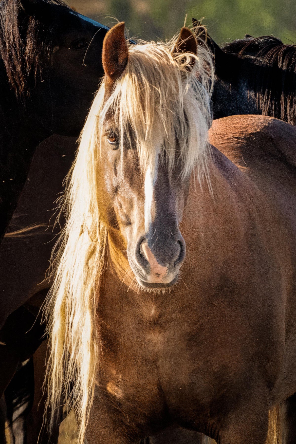 Blonde Majesty, Onaqui — wild horse photography by Tim West
