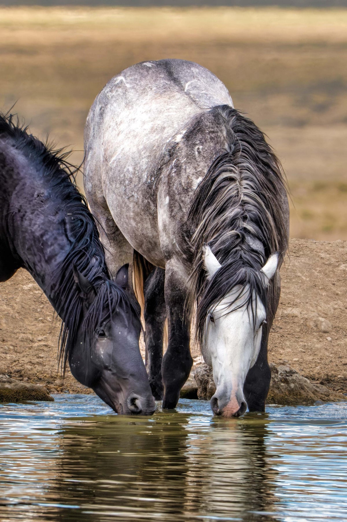 Onaqui Encounter — wild horse photography by Tim West