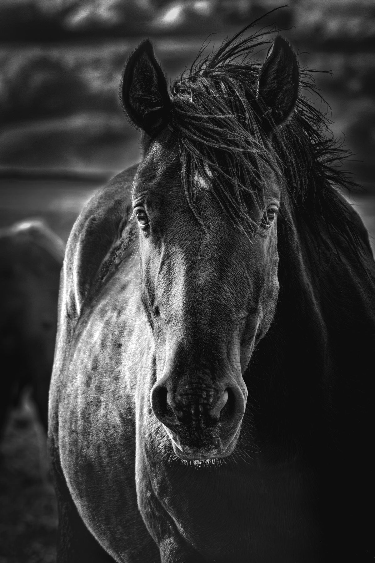 The Ghost, Salt Wells Creek — wild horse photography by Tim West