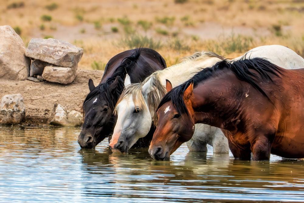 Three at the Water's Edge, Onaqui — wild horse photography by Tim West