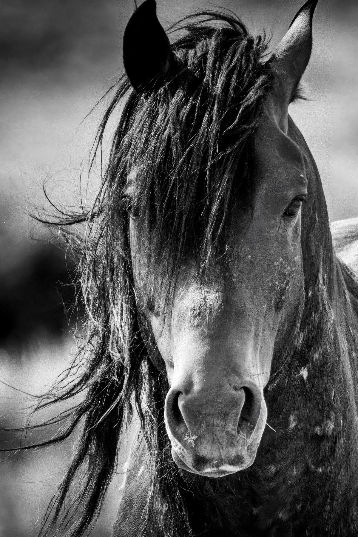 Steadfast, Onaqui — wild horse photography by Tim West