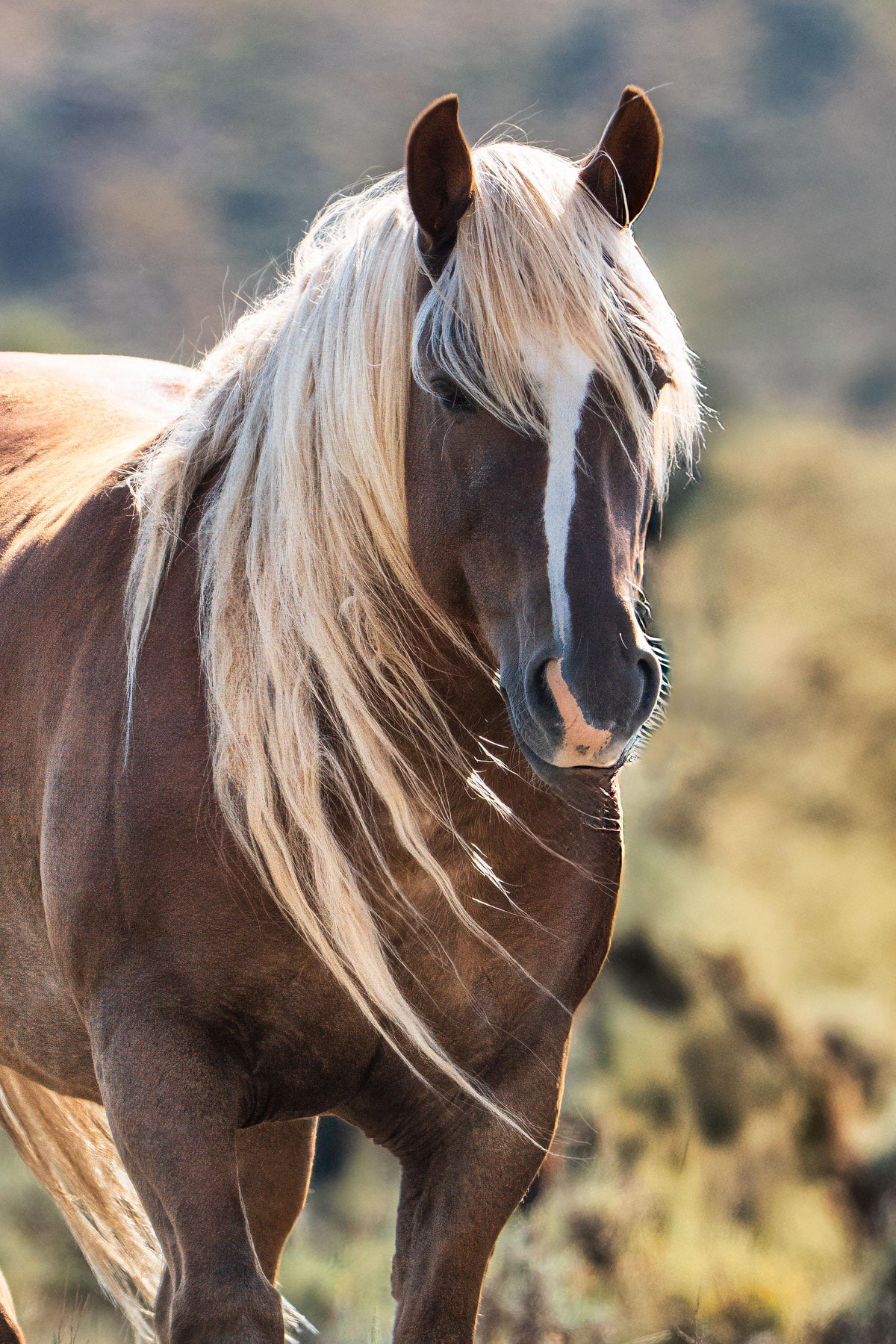 Prairie Gold, Wyoming — wild horse photography by Tim West