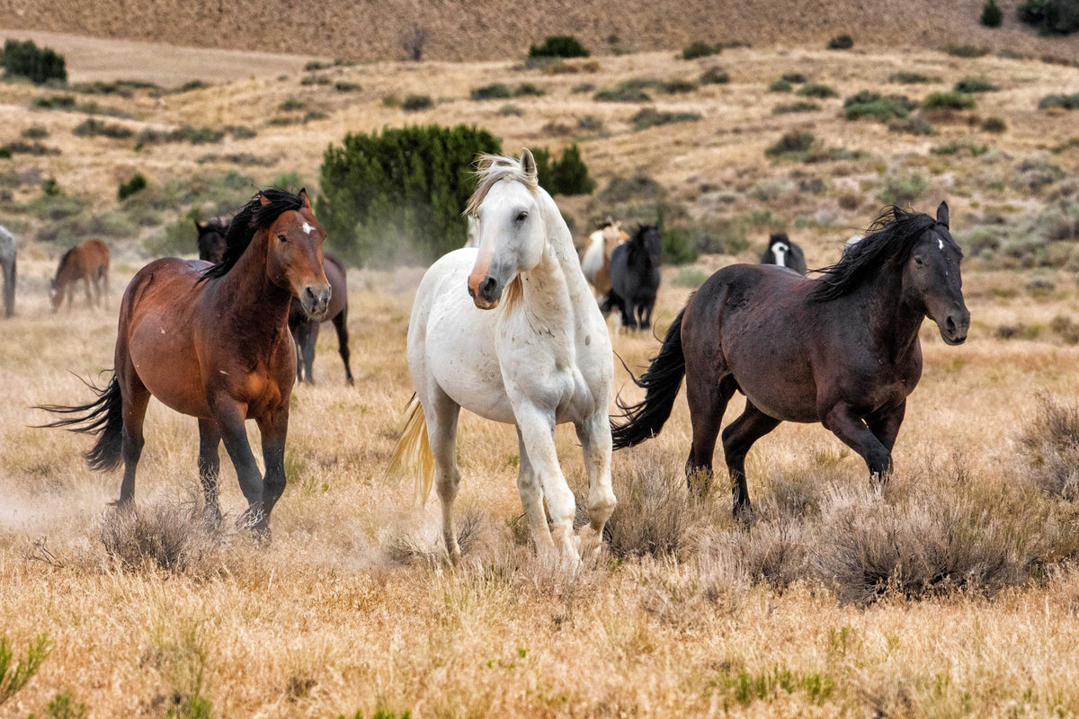 Dust and Thunder, Onaqui — wild horse photography by Tim West