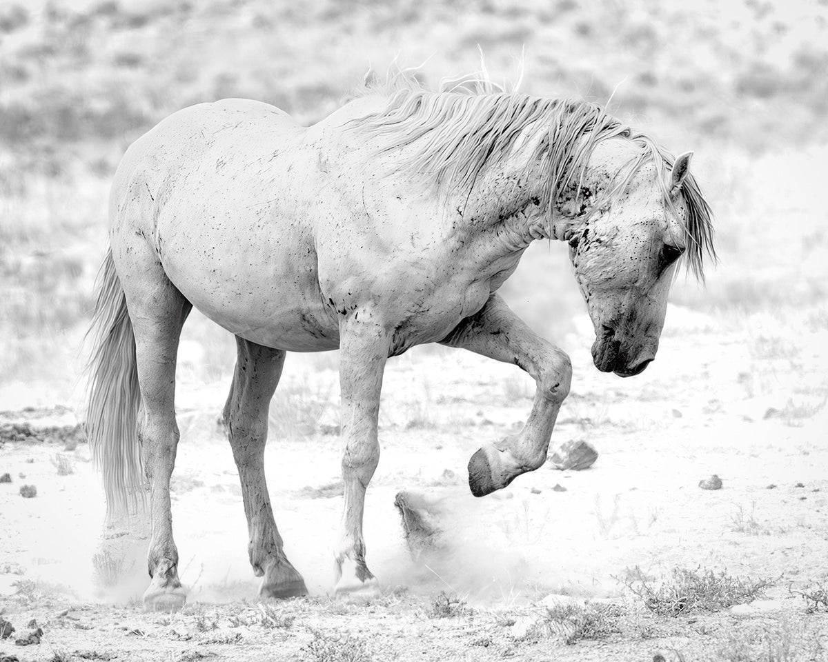 Ghost of Onaqui — wild horse photography by Tim West