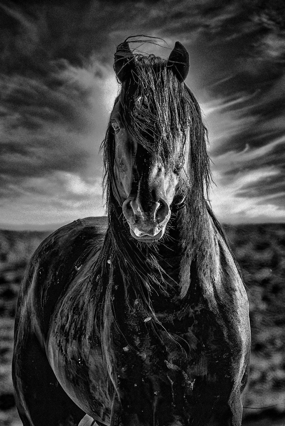 Nothing to Fear, Colorado — wild horse photography by Tim West