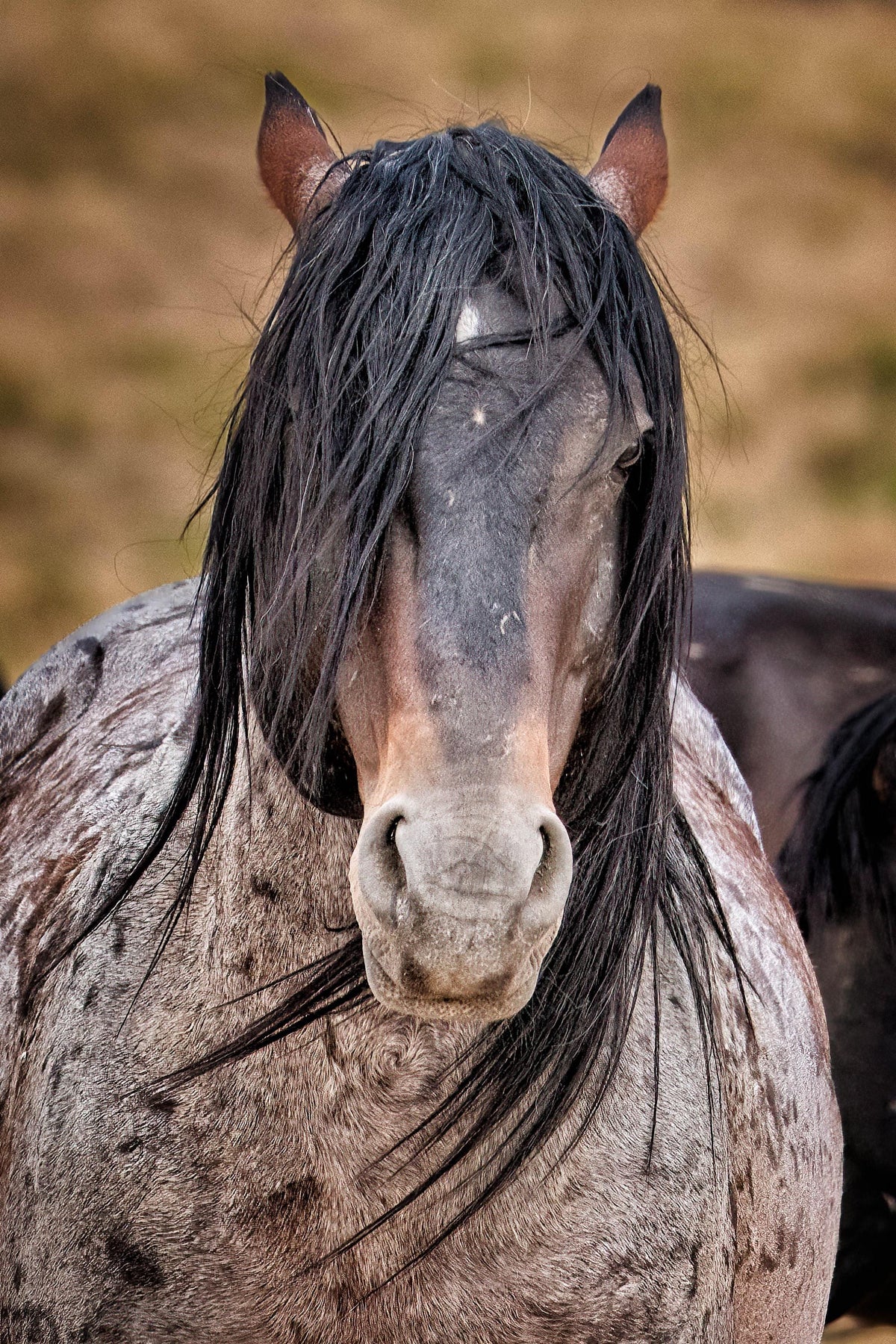 The Quiet Strength, Onaqui — wild horse photography by Tim West