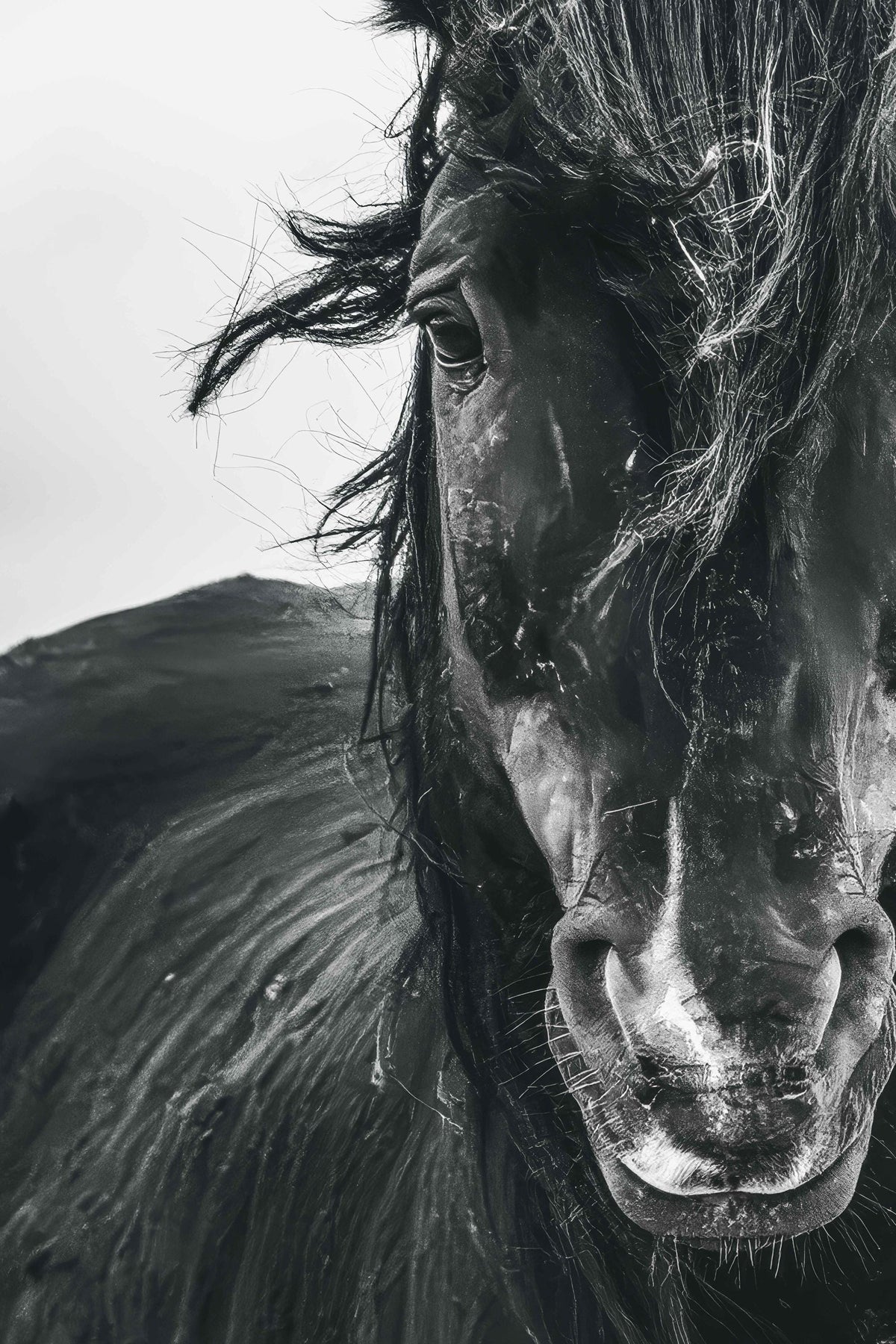 Close Connection, McCullough Peaks — wild horse photography by Tim West