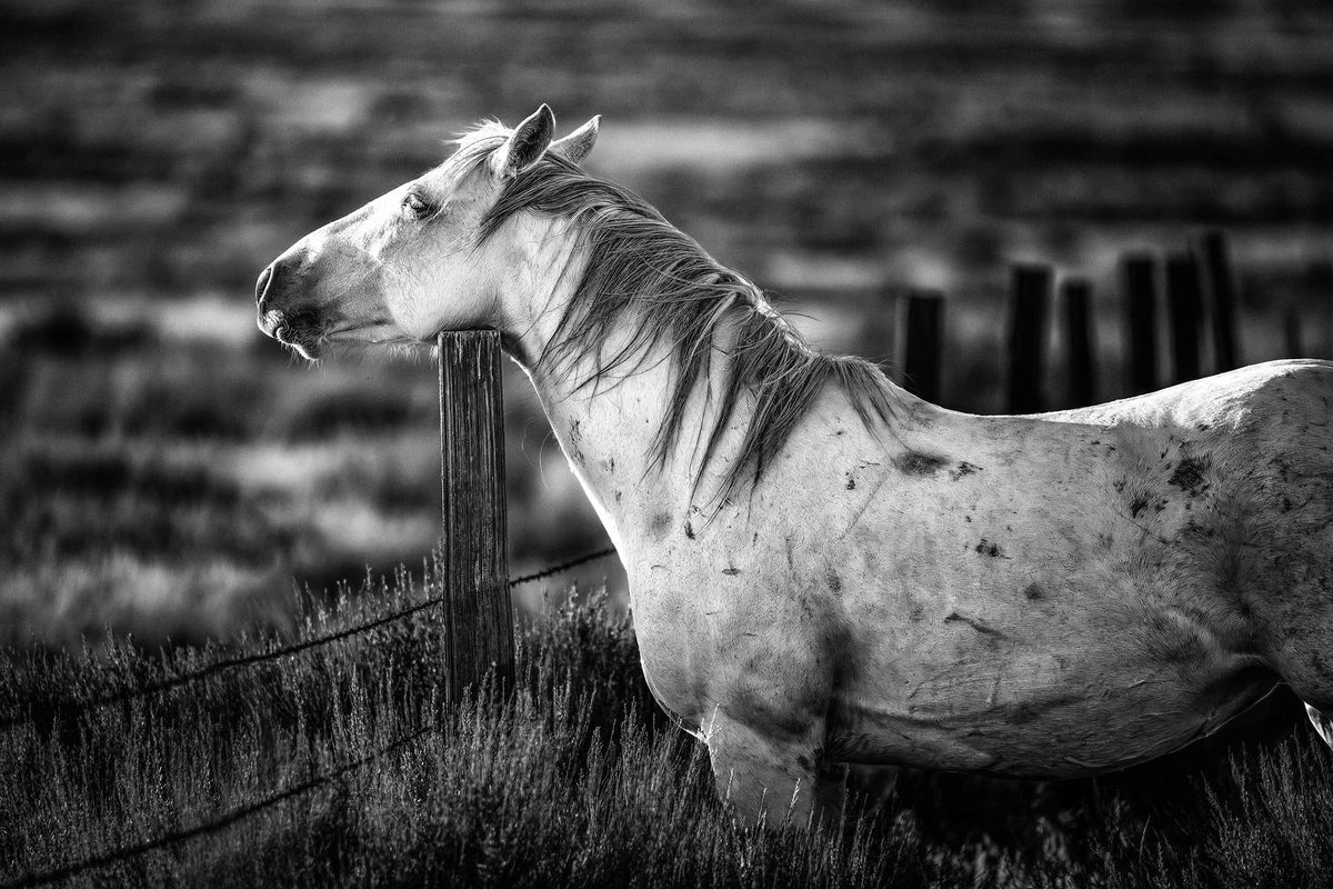 Kindred, McCullough Peaks — wild horse photography by Tim West