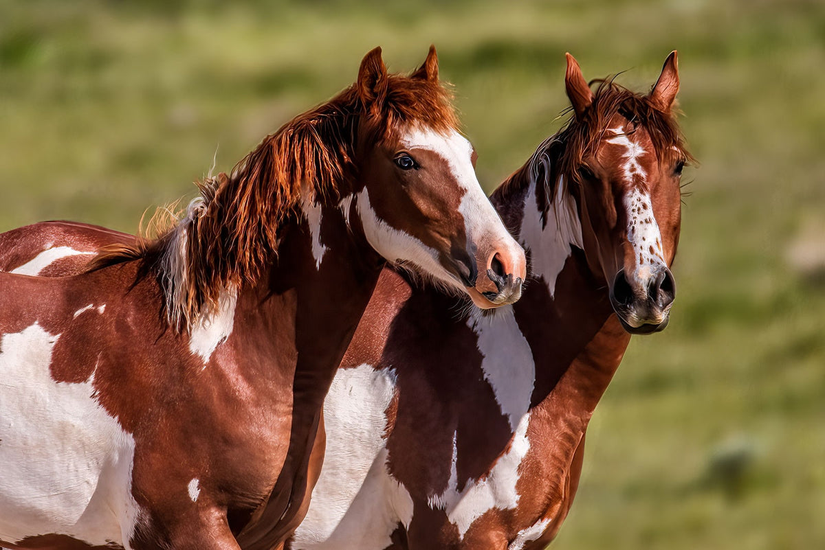 Storm Watcher, Sand Wash Basin — wild horse photography by Tim West