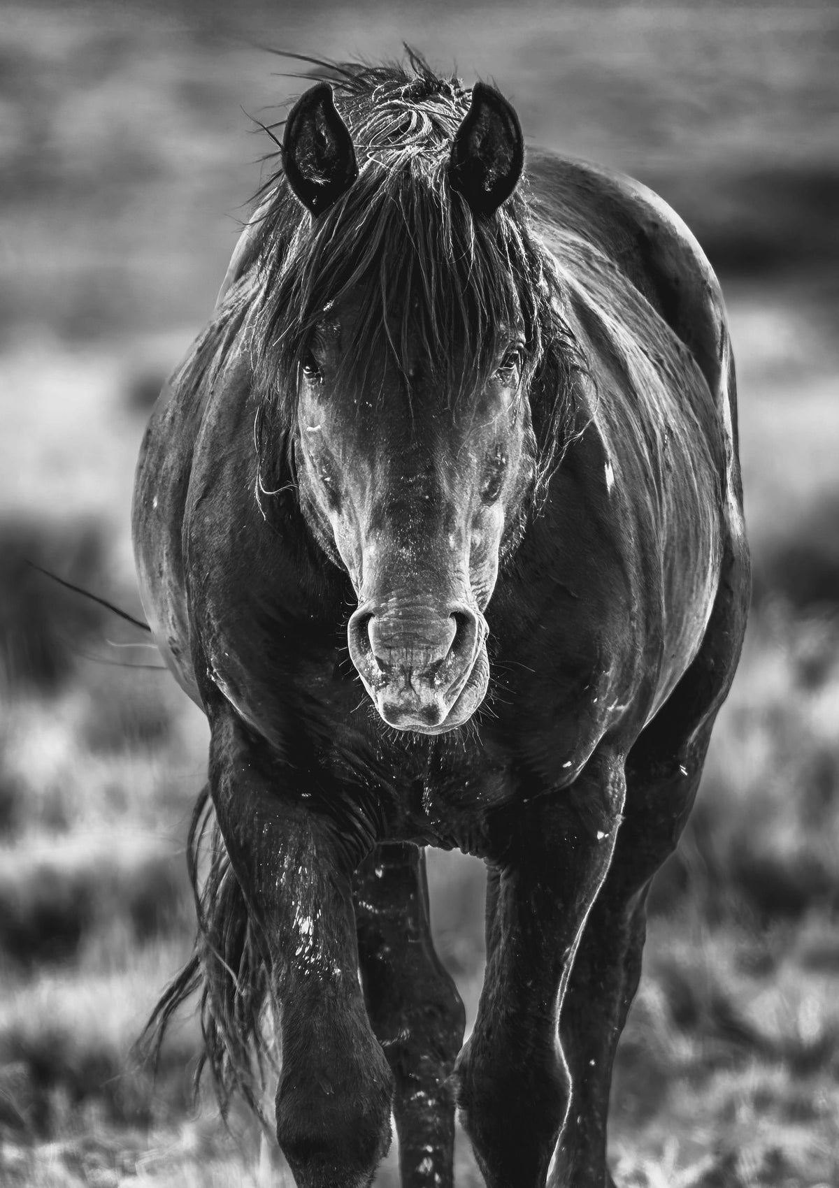 Unbroken, McCullough Peaks — wild horse photography by Tim West