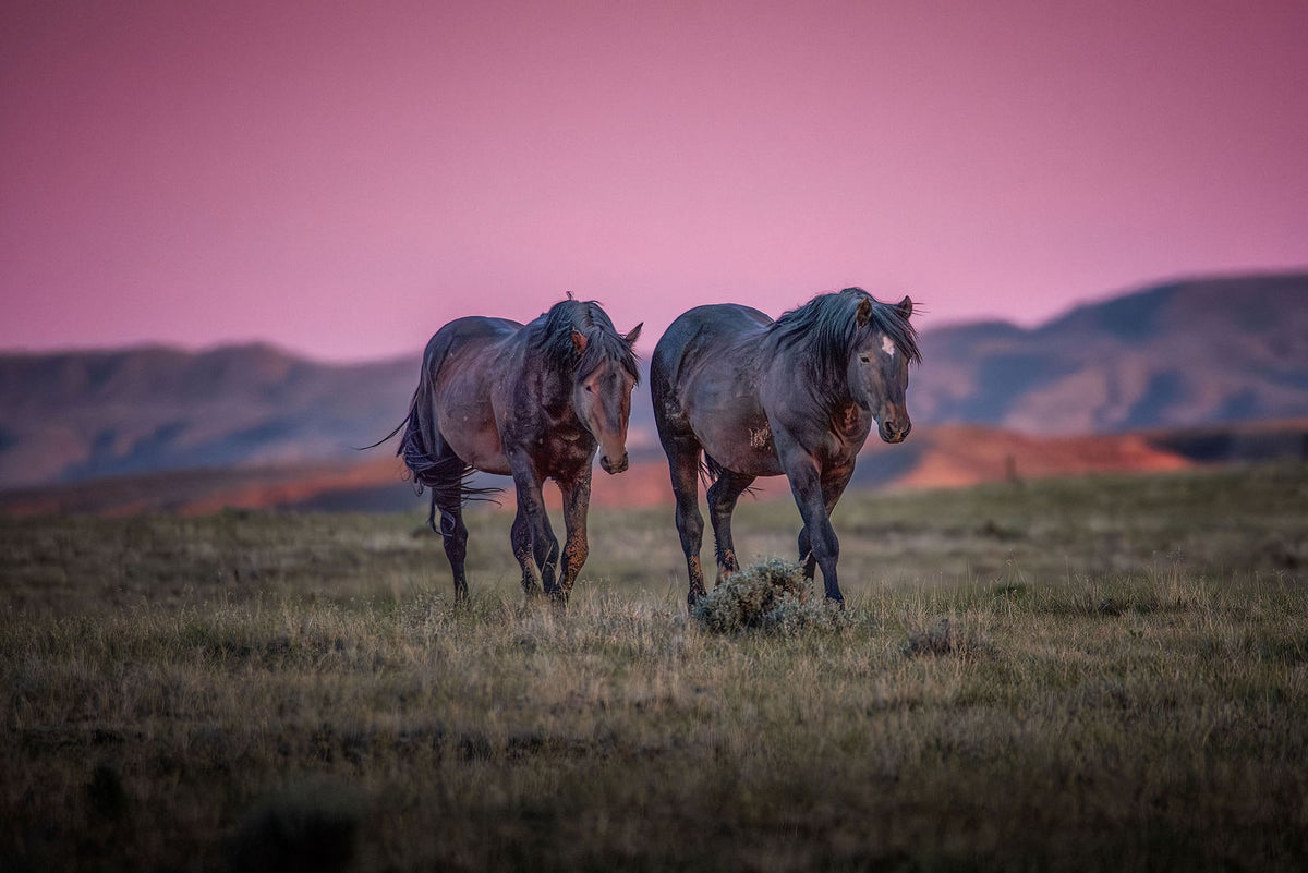 Warrior Returns, McCullough Peaks — wild horse photography by Tim West