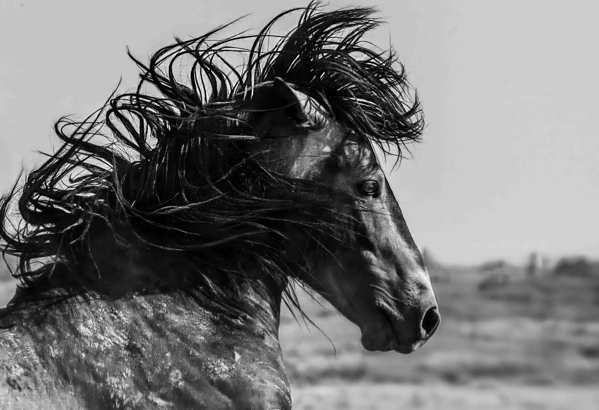 Windswept, Onaqui — wild horse photography by Tim West