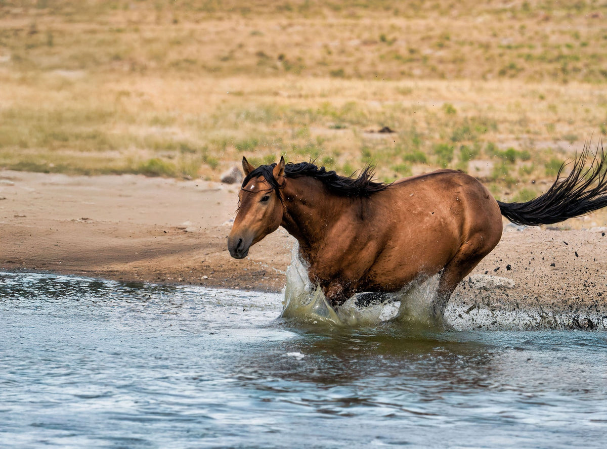 Breaking the Surface, Onaqui — wild horse photography by Tim West