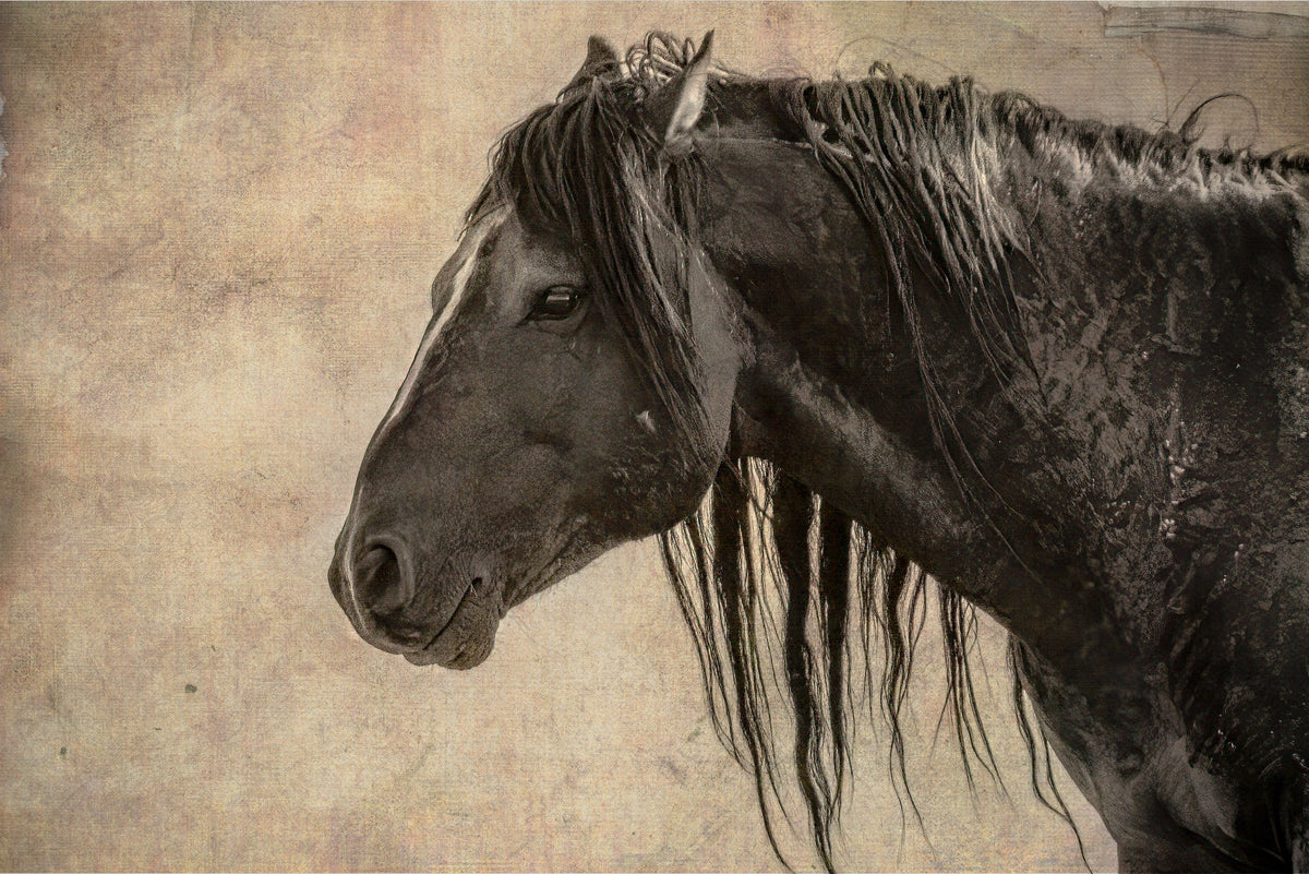 Weathered Grace, McCullough Peaks — wild horse photography by Tim West