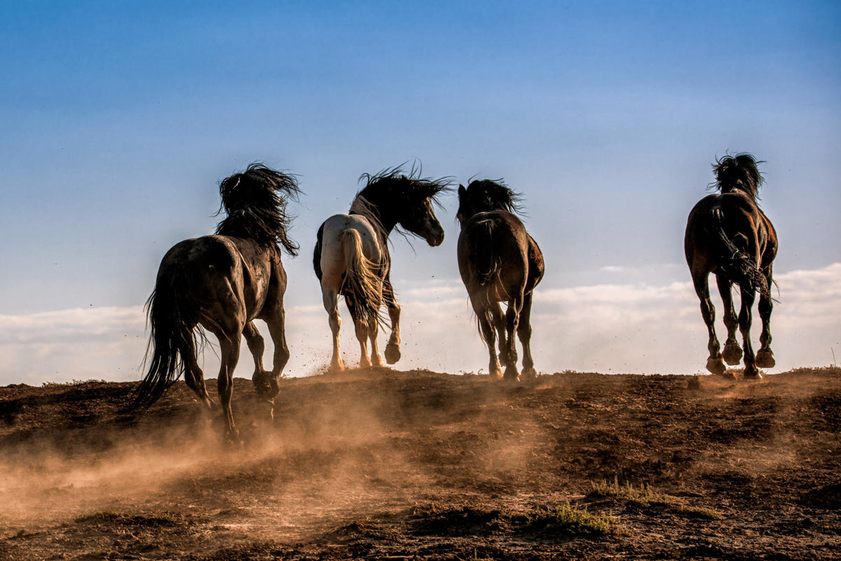 The Great Expanse, Wyoming — wild horse photography by Tim West