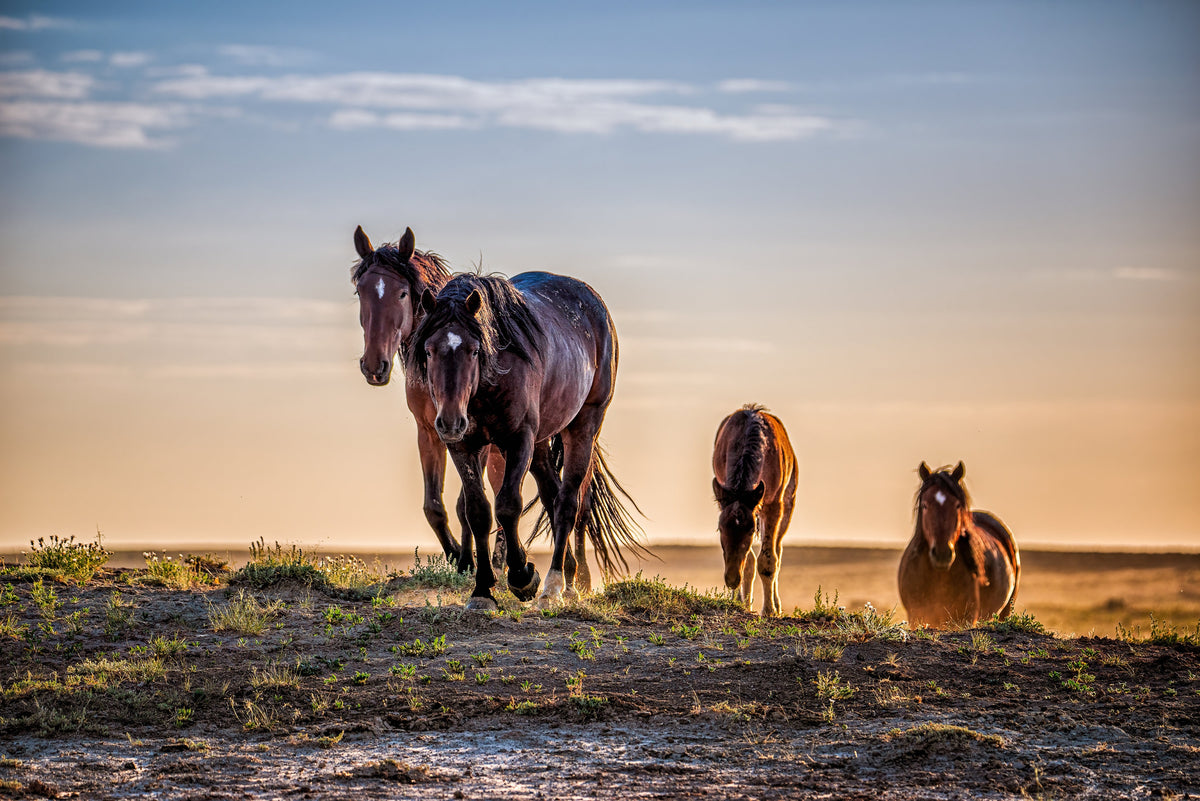 Prairie Companions, Wyoming — wild horse photography by Tim West