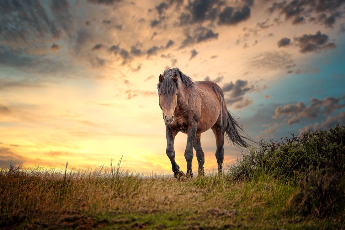 Warrior, Wyoming — wild horse photography by Tim West