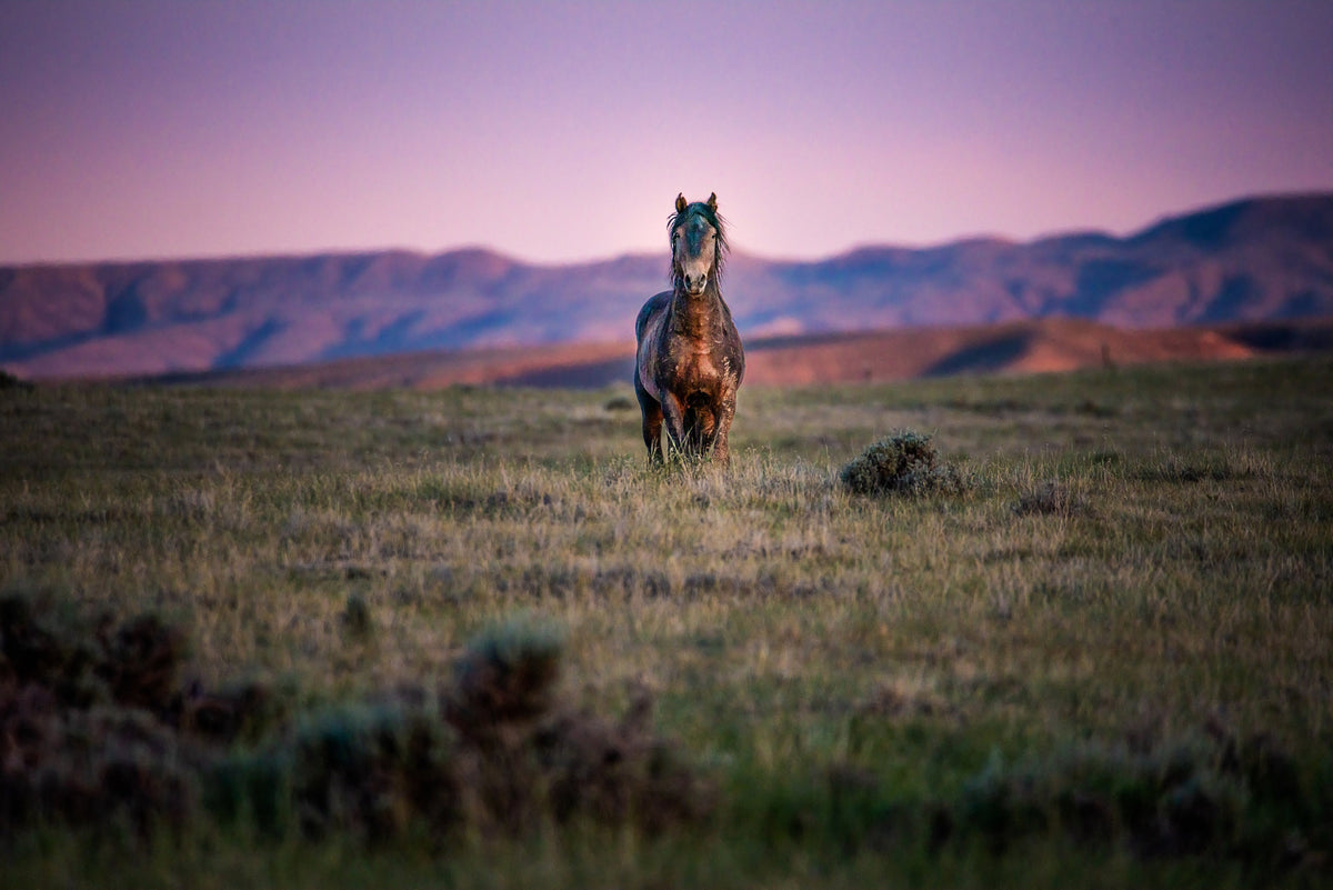 Warrior's Return, McCullough Peaks — wild horse photography by Tim West