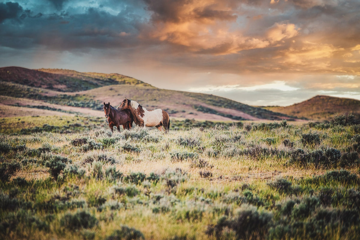 Gentle Connection, Wyoming — wild horse photography by Tim West