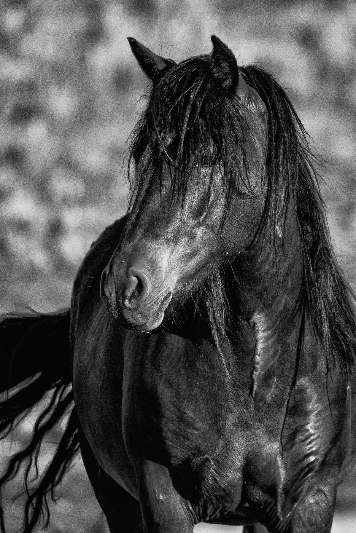 Dust and Fury, McCullough Peaks — wild horse photography by Tim West