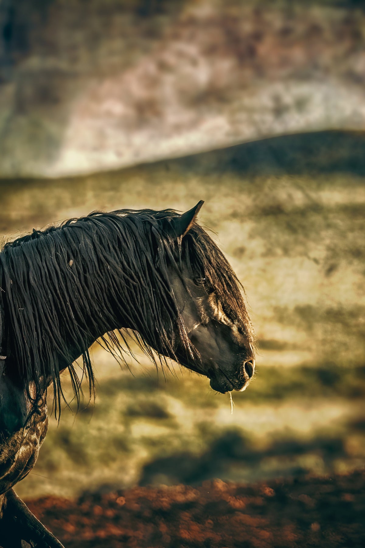 The Sentinel, Wyoming — wild horse photography by Tim West