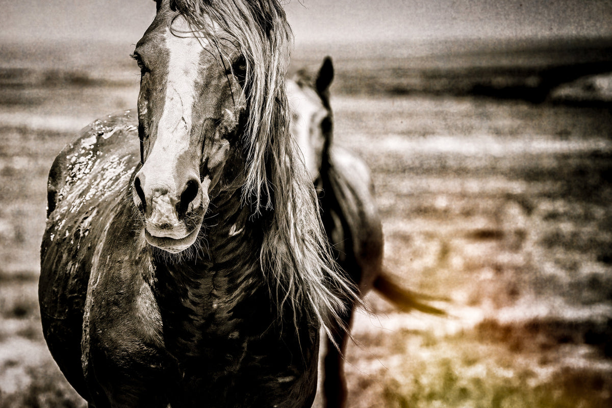 Vast Solitude, Onaqui — wild horse photography by Tim West