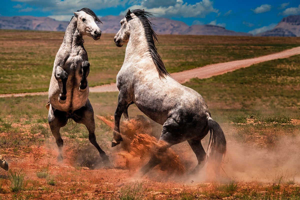 Brothers in Dust, Onaqui — wild horse photography by Tim West