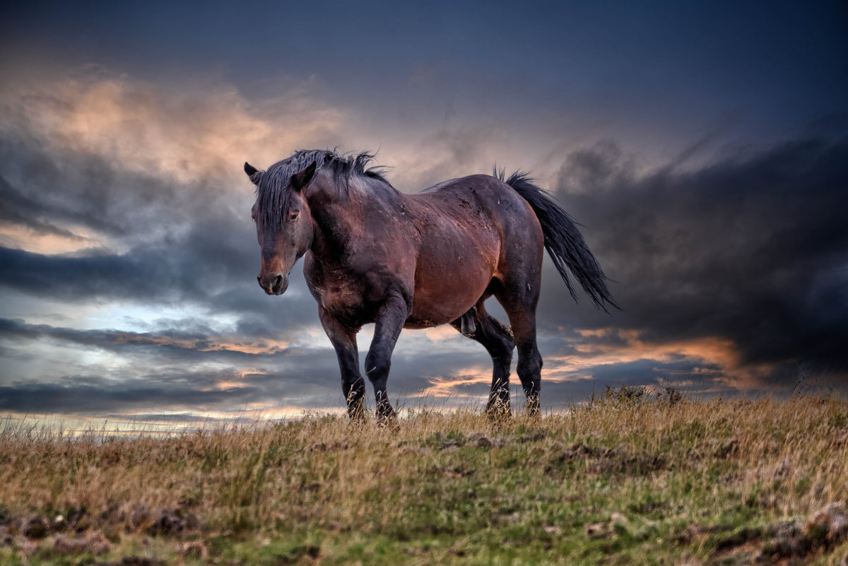 Wyoming Wind, McCullough Peaks — wild horse photography by Tim West