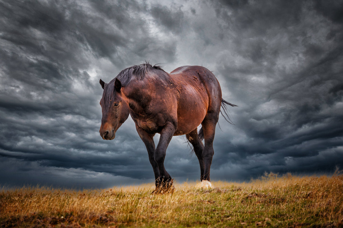 Chaco, McCullough Peaks — wild horse photography by Tim West