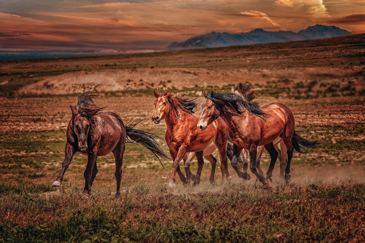 Thunder in the Dust, Onaqui — wild horse photography by Tim West