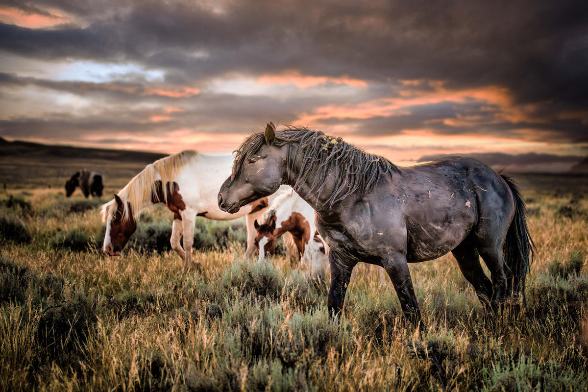 Dust Trail, McCullough Peaks — wild horse photography by Tim West