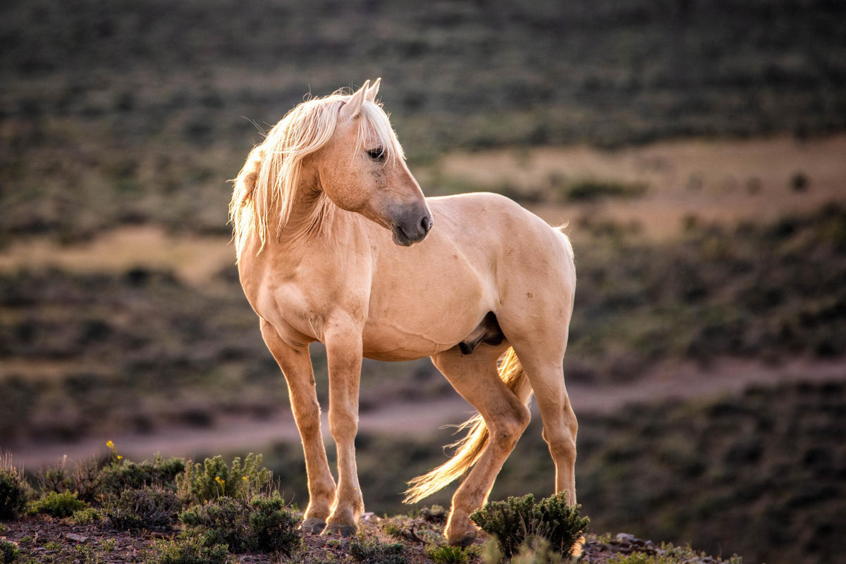 Sunset Gold, Sand Wash Basin — wild horse photography by Tim West