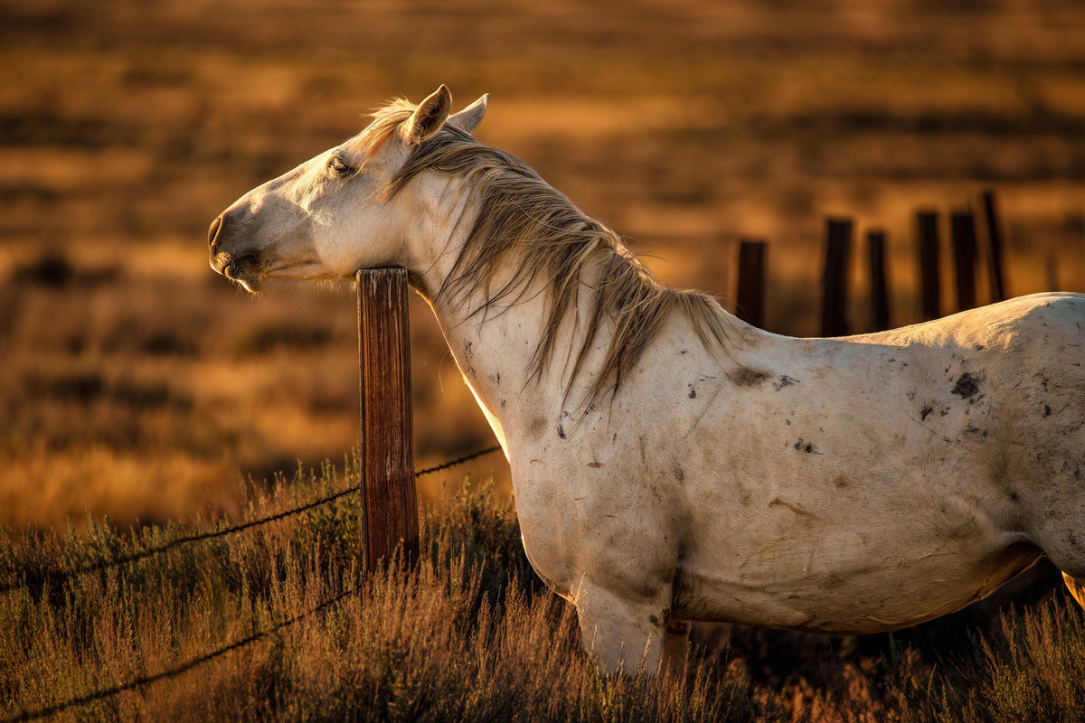 Painted Sky, McCullough Peaks — wild horse photography by Tim West