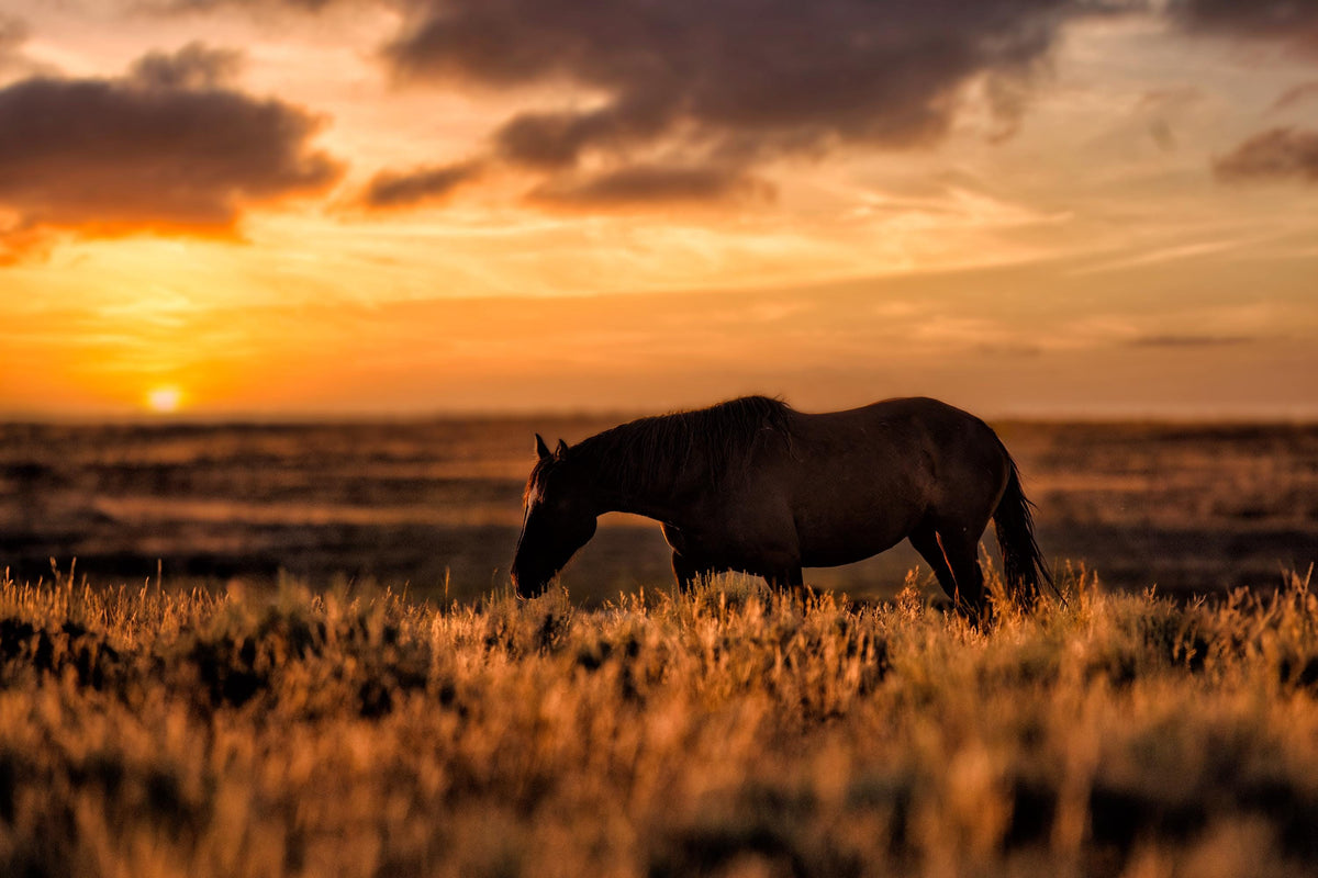 Last Light, McCullough Peaks — wild horse photography by Tim West