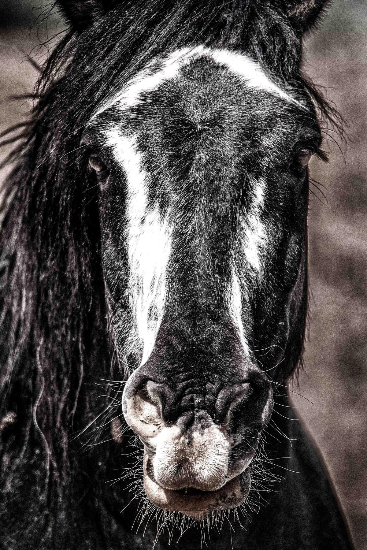 Meet Miley, McCullough Peaks — wild horse photography by Tim West
