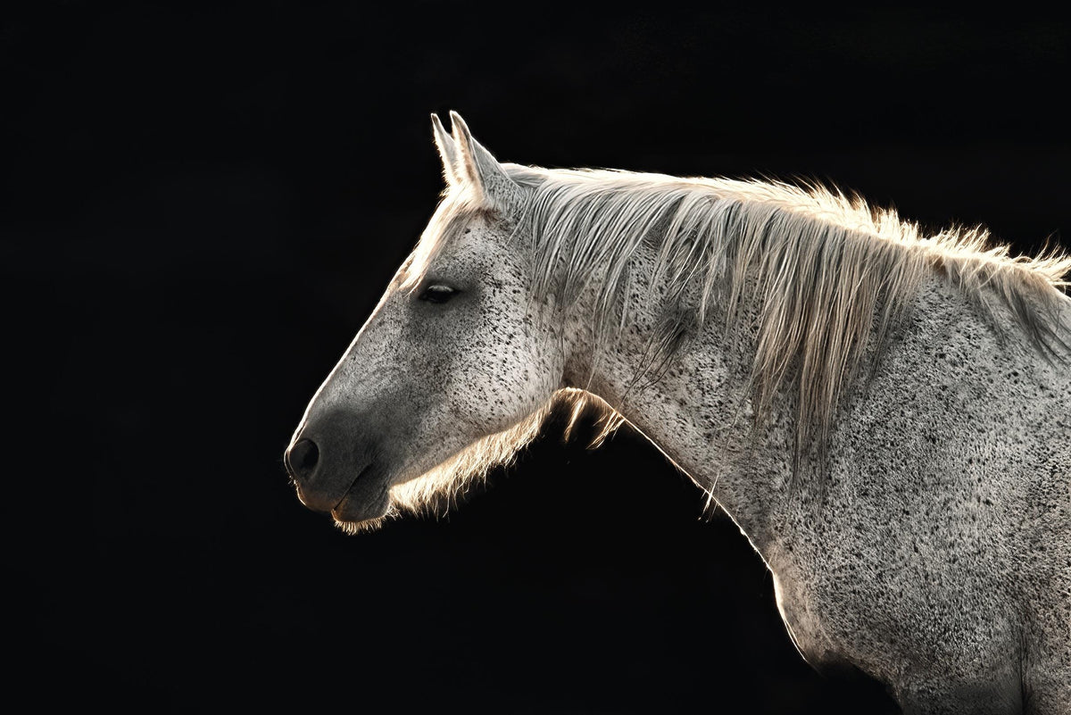 Winter Journey, Wyoming — wild horse photography by Tim West