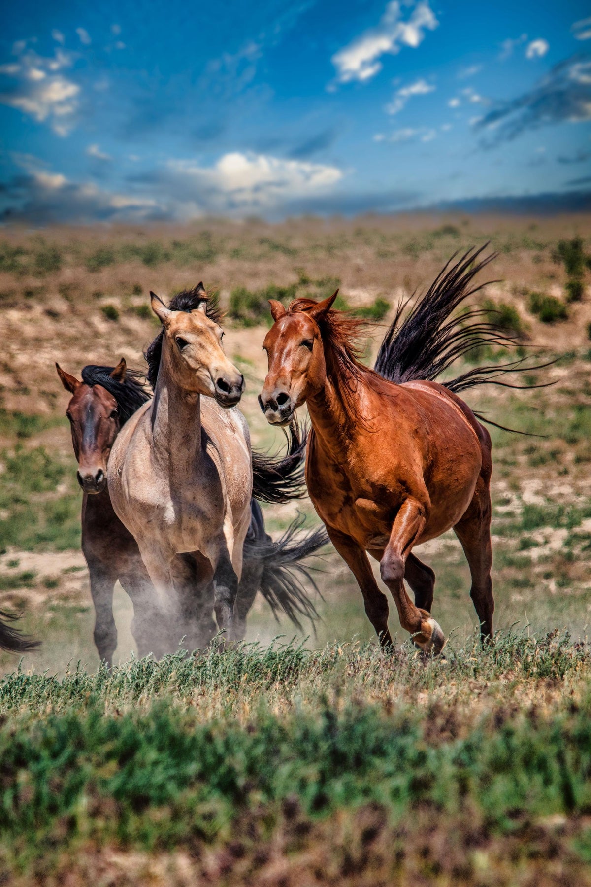 The Challenger, Onaqui — wild horse photography by Tim West
